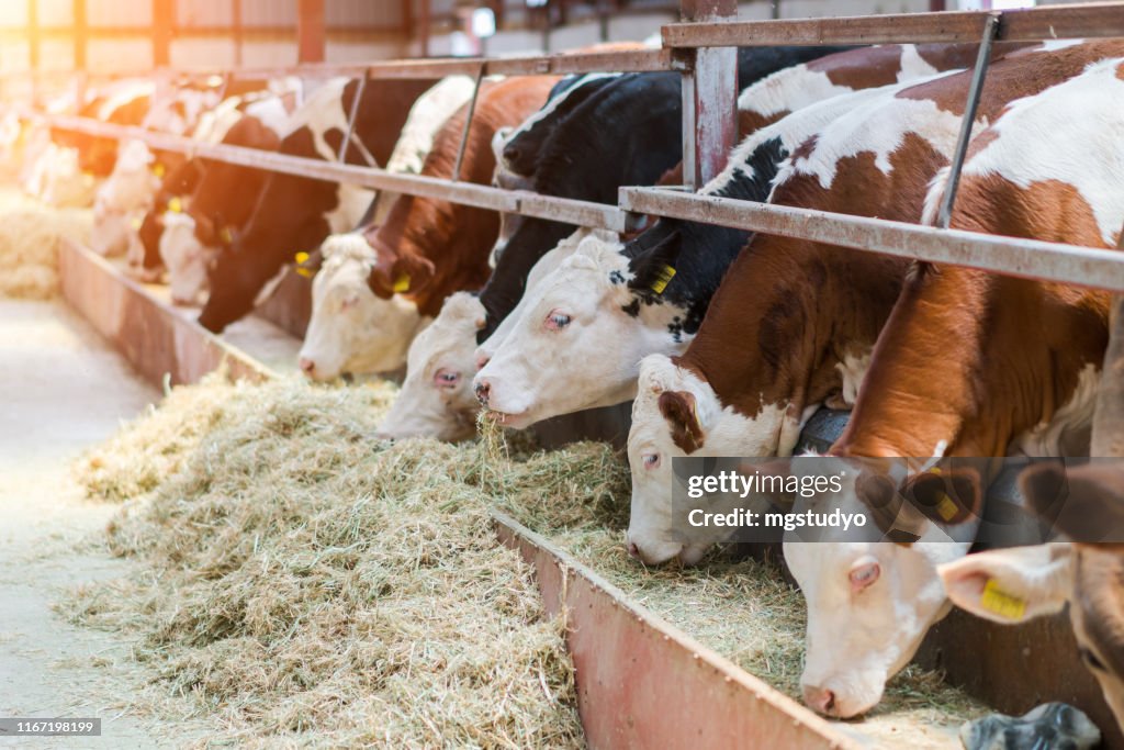 Milchkühe füttern in einem freien Viehstall