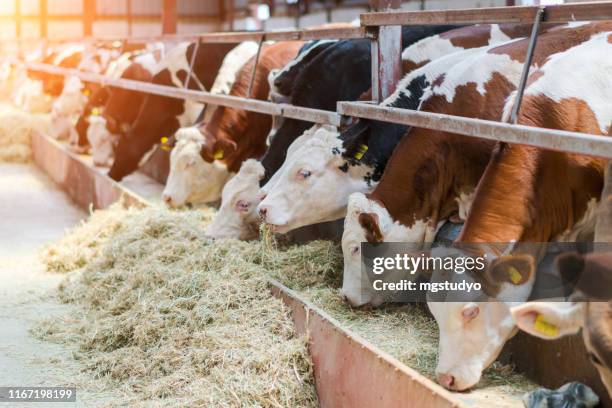 vaches laitières se nourrissant dans un étal libre de bétail - bovidé photos et images de collection