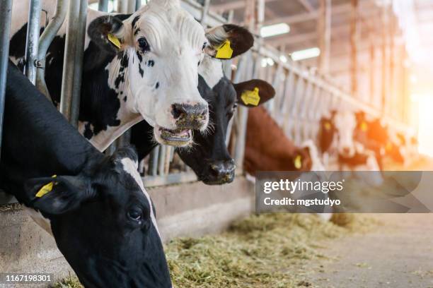 vacche da latte che si nutrono in una stalla gratuita per il bestiame - dairy cattle foto e immagini stock