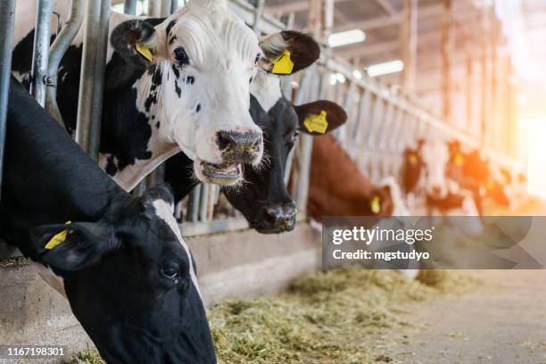 dairy cows feeding in a free livestock stall - dairy cattle stock pictures, royalty-free photos & images