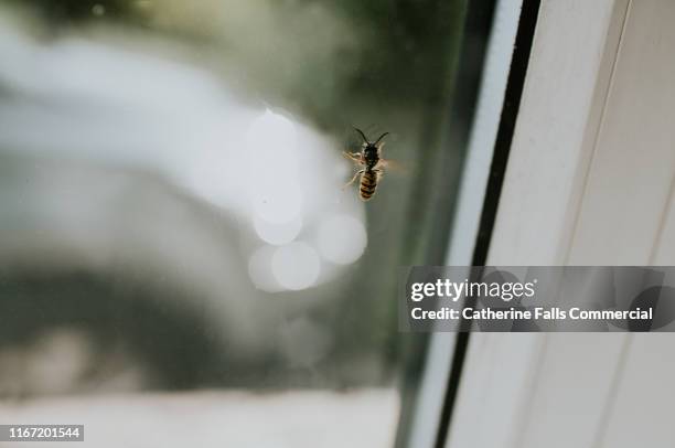 wasp on a window - wespe stock-fotos und bilder