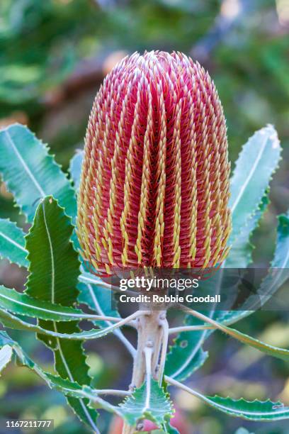 banksia flower, western australia, australia - banksia ストックフォトと画像