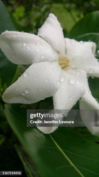 tiare flower after the rain - tahiti flower stock pictures, royalty-free photos & images