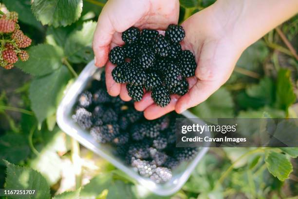 woman holding a basket of blackberries  outdoor - bramen stockfoto's en -beelden