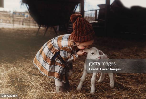 little girl kissing lamb in barn in the winter cold wearing a hat - barn stock pictures, royalty-free photos & images