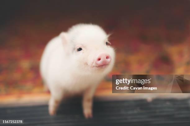 pig smiling on a doorstep - schwein stock-fotos und bilder