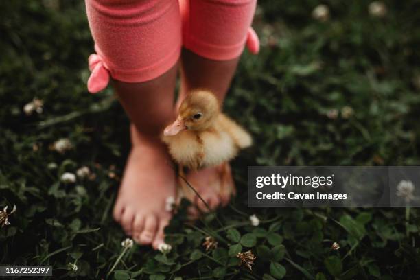 duckling on toddler girl feet in the grass - downy duck ストックフォトと画像