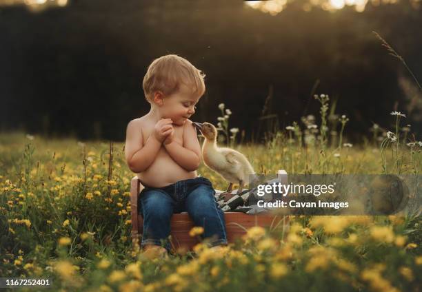 baby boy toddler in field with yellow flowers and duck duckling - duckling foto e immagini stock