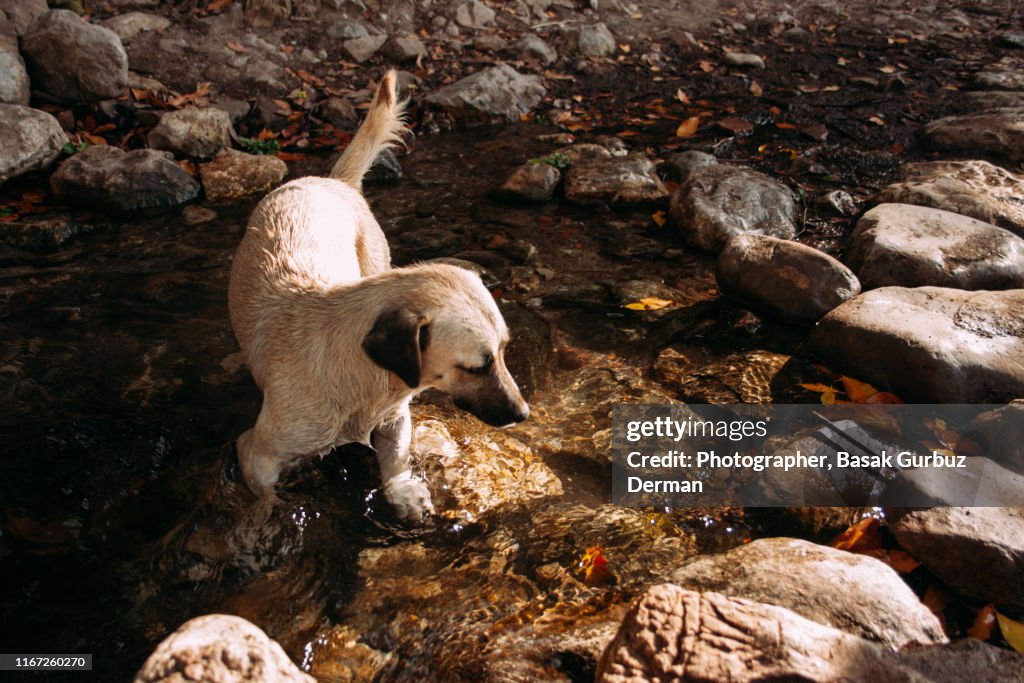 A dog enjoying the river in summer time, heat weather