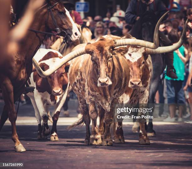 long horn cattle in for worth, tx - fort worth fotografías e imágenes de stock
