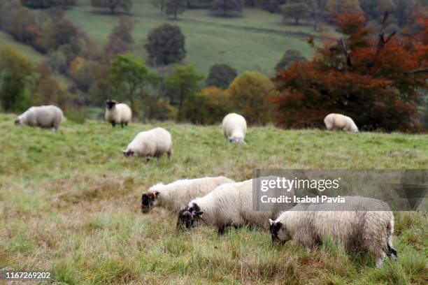 sheeps standing on wheat field - grazing stock pictures, royalty-free photos & images