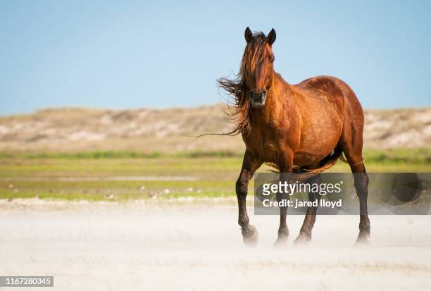 a wild horse on the outer banks with mane blowing in the wind - animales salvajes fotografías e imágenes de stock
