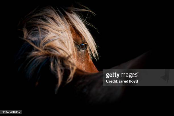 portrait of an outer banks wild horse - animales salvajes fotografías e imágenes de stock