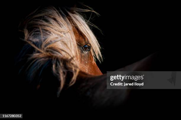 51 610点の馬 かっこいいのストックフォト Getty Images 51 610点の馬 かっこいいのストックフォト Getty Images