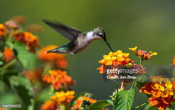 hummingbird - hummingbirds stockfoto's en -beelden