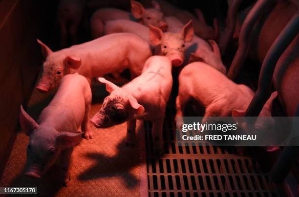 This picture taken on September 6, 2019 shows piglets in a pigsty which uses the energy produced from liquid manure to heat the farm in Monteneuf,...