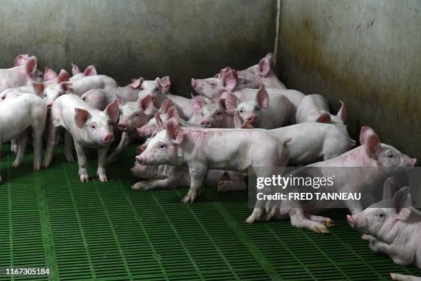 This picture taken on September 6, 2019 shows piglets in a pigsty which uses the energy produced from liquid manure to heat the farm in Monteneuf,...