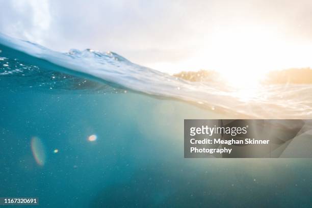 heron island, queensland - subacuático fotografías e imágenes de stock
