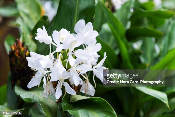 hedychium coronarium - white gingerlily flower - ginger flower stock-fotos und bilder