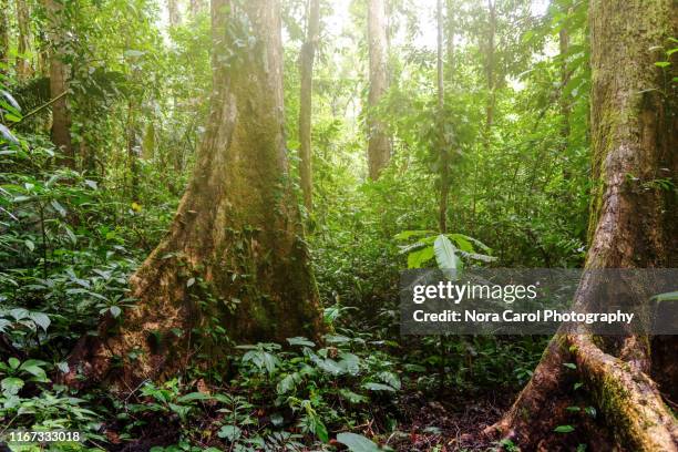 jungle forest in mahua crocker range national park - borneo - fotografias e filmes do acervo