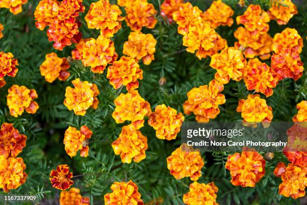 orange marigold flower - tagetes erecta, mexican, aztec or african marigold - marigold stock pictures, royalty-free photos & images