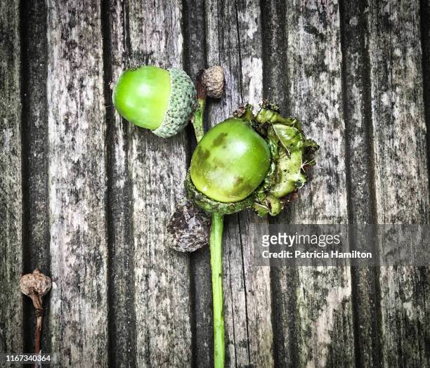 knopper gall on acorns - healthy and infested acorns in proximity - gal stockfoto's en -beelden