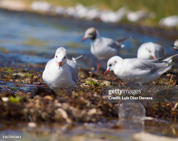 seagulls eating on the beach next to plastics (chroicocephalus ridibundus) - choking food stock-fotos und bilder