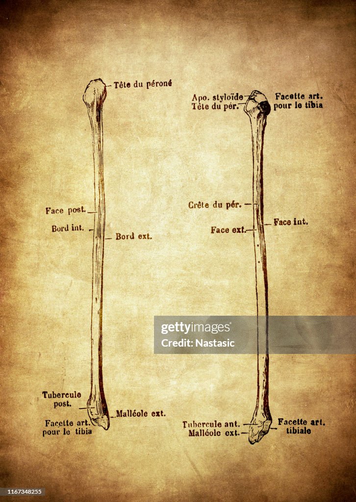 Human Body Anatomy Fibula High-Res Vector Graphic - Getty Images