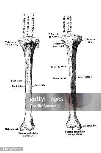 Tibia Full Body Tibia Humana Fractures Of The Proximal Tibia (Shinbone) OrthoInfo