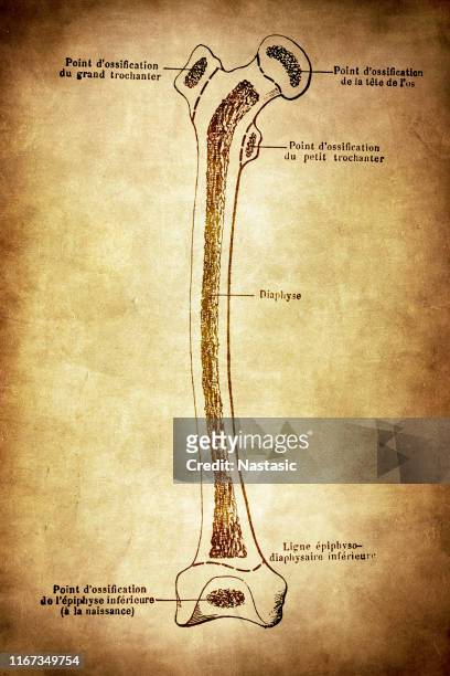 anatomy scientific illustrations: femur development - femur stock illustrations