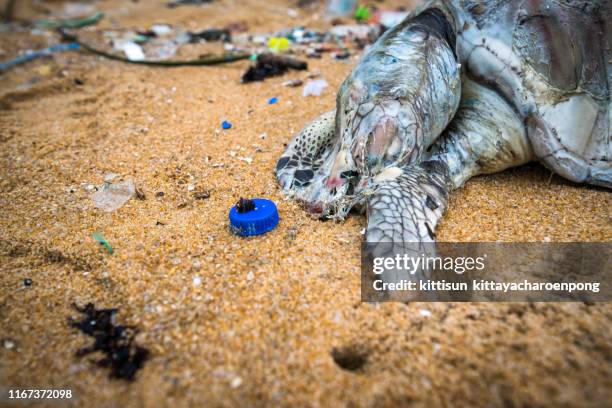 dead turtle with a plastic garbage - turtle plastic stock pictures, royalty-free photos & images