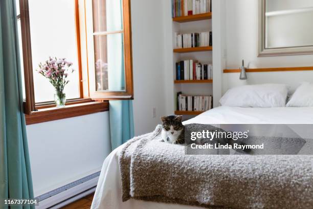 cat lying down on a bed - cat lying down stock pictures, royalty-free photos & images