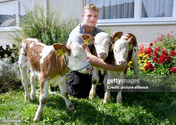 September 2019, Baden-Wuerttemberg, Mössingen: The cow triplets Hanna, Hannes and Hanni stand with their owner Florian Rein on the Öschbachtalhof....