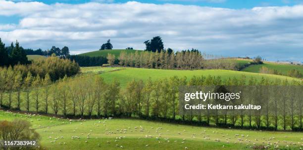 flock of sheep on the hill, south island, new zealand. - canterbury vineyard bildbanksfoton och bilder