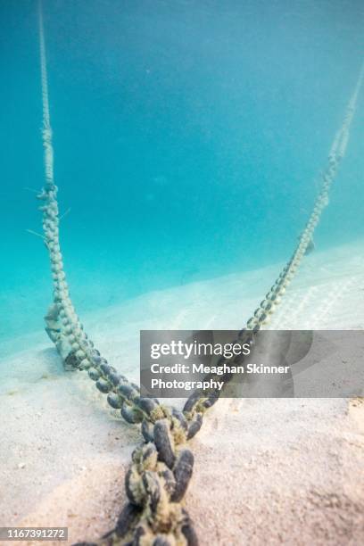 Animal Chain Rope Chain Rope Photos and Premium High Res Pictures - Getty Images