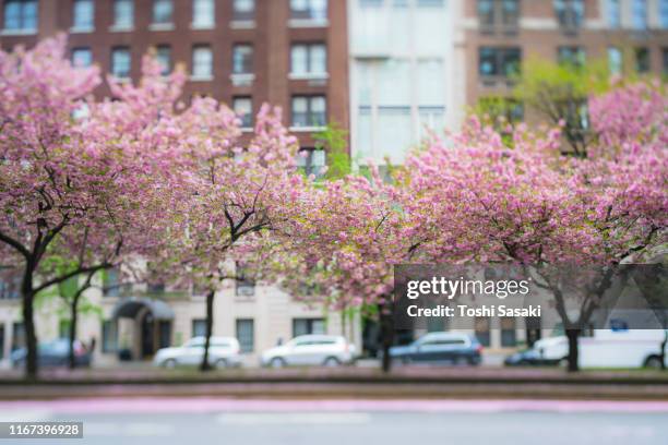 cherry blossom trees stand at median of park avenue along the rows of buildings at new york city ny usa on apr. 27 2019. many fallen cherry petals cover the road. - avenue pink cherry blossoms stockfoto's en -beelden