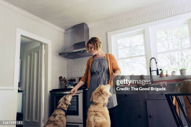 woman feeding treats to dogs in kitchen - croquette pour chien photos et images de collection