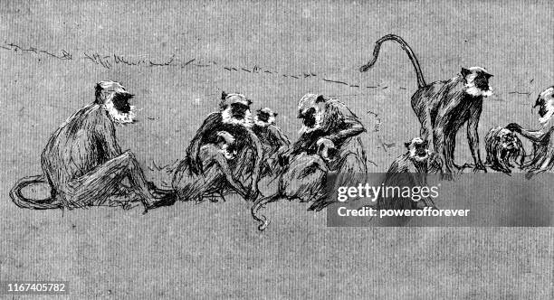 rhesus macaque monkeys in jodhpur, india - british raj era 19th century - macaque monkey stock illustrations