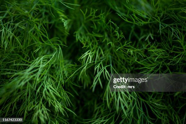 dill herb - dill stock-fotos und bilder