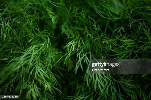 dill herb - dill stock pictures, royalty-free photos & images