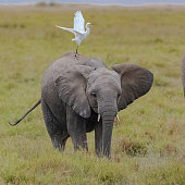 Western cattle egret on an elephant