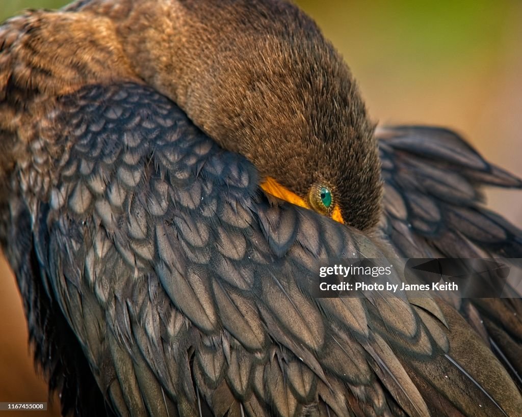 The emerald eye of a double crested cormorant peeks out from under its wing.