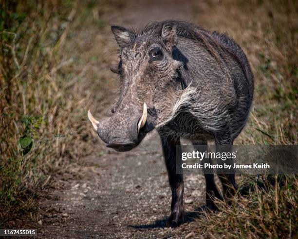 the wart hog is a wild member of the pig family found through sub-saharan africa. - boar tusk stock pictures, royalty-free photos & images