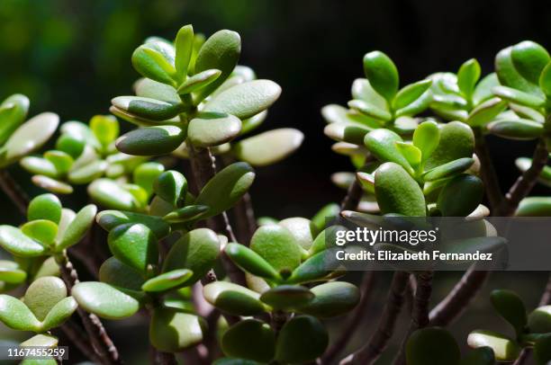 jade plant - money tree stock pictures, royalty-free photos & images