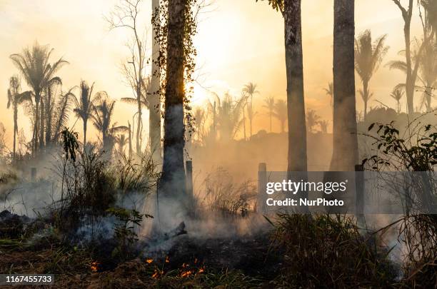 Amazon forest area is burned in rural Novo Progresso, in Para, north of Brazil, this Thursday, August 28th, days after the president decreet...