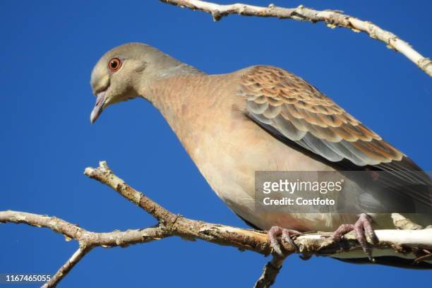 Oriental Turtle Dove is seen on a tree in shuanghe city, xinjiang province, China, Sept. 11, 2019.- PHOTOGRAPH BY Costfoto / Future Publishing
