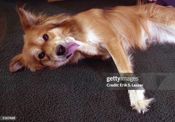 Mixed-breed collie named Maulee wears a custom designed artificial leg at her home October 2, 2001 in Shady Dale, GA. The prosthesis was designed for...