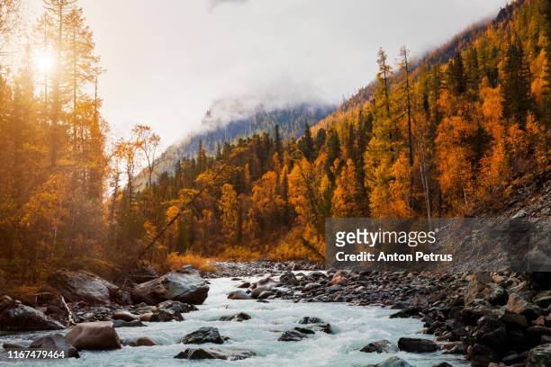 misty landscape in the mountains with golden larches. canada - canadian rocky mountains snow stock-fotos und bilder