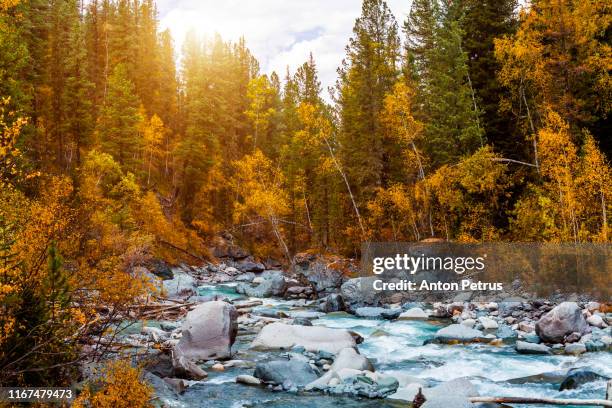 Golden Days Alberta Photos and Premium High Res Pictures Getty Images