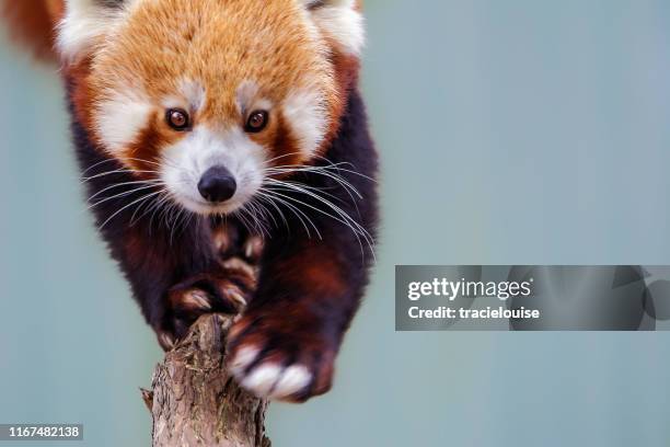 red panda (ailurus fulgens) - zoo animals stock pictures, royalty-free photos & images